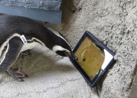 Penguin plays with iPad