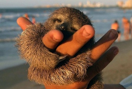 Baby Sloth hug