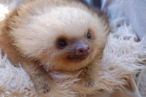 l-Baby-sloth