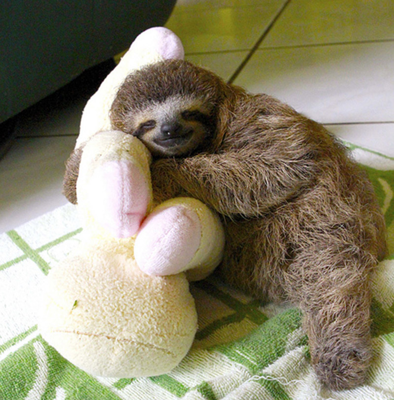 sweet sleeping baby sloth lucy cooke  IIHIH